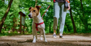 Entre alíquotas e latidos: um desabafo quase pós-tributário